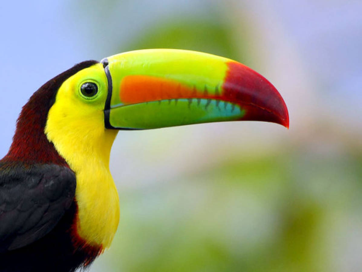 Honduras, paraíso para observadores de aves