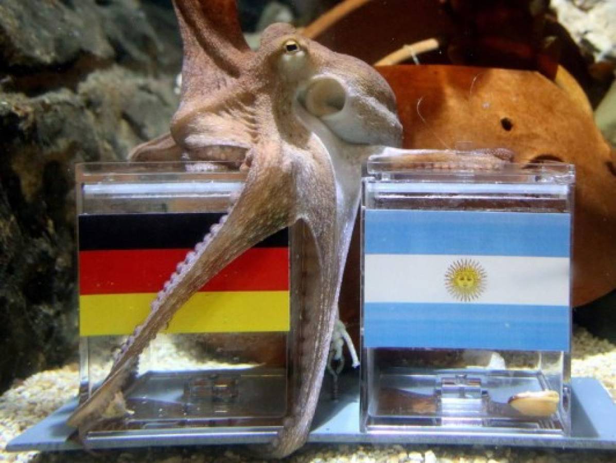 Pulpo Paul Jr. predijo que Alemania sería campeón del mundo