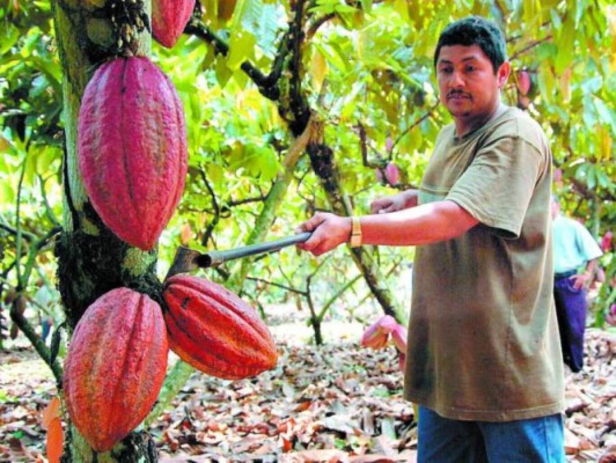 Honduras aumenta su producción de cacao
