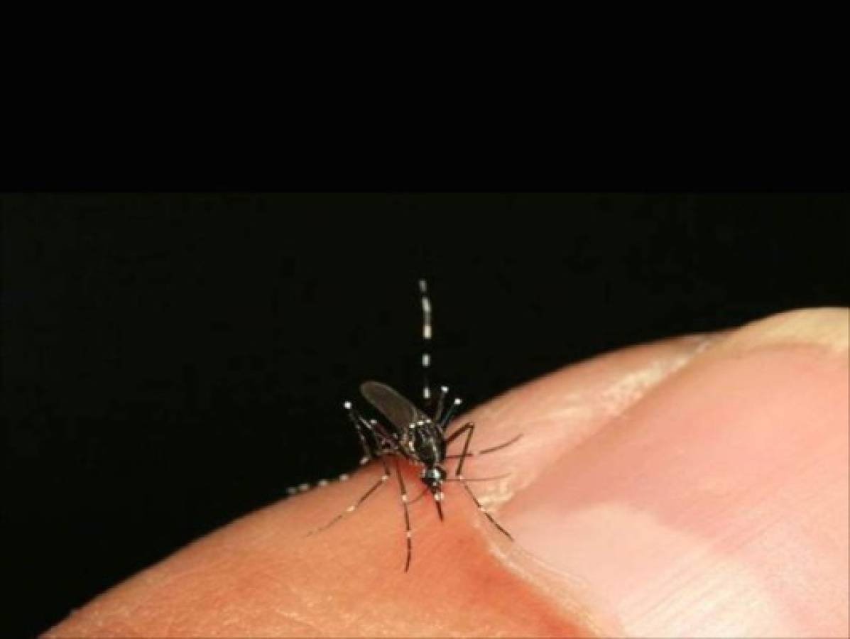 Honduras: Advierten presencia de chikungunya