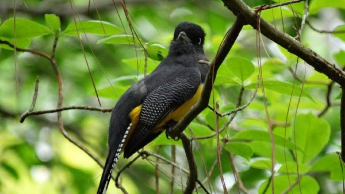 FOTOS: Exóticas y coloridas, así son las aves que se observan en Comayagua