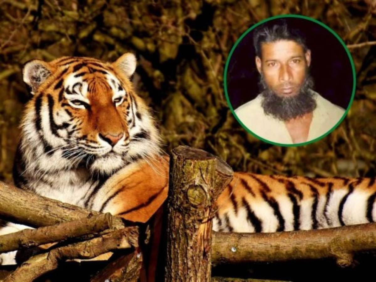 Bangladés: Capturan a cazador de tigres de Bengala tras 20 años de persecución