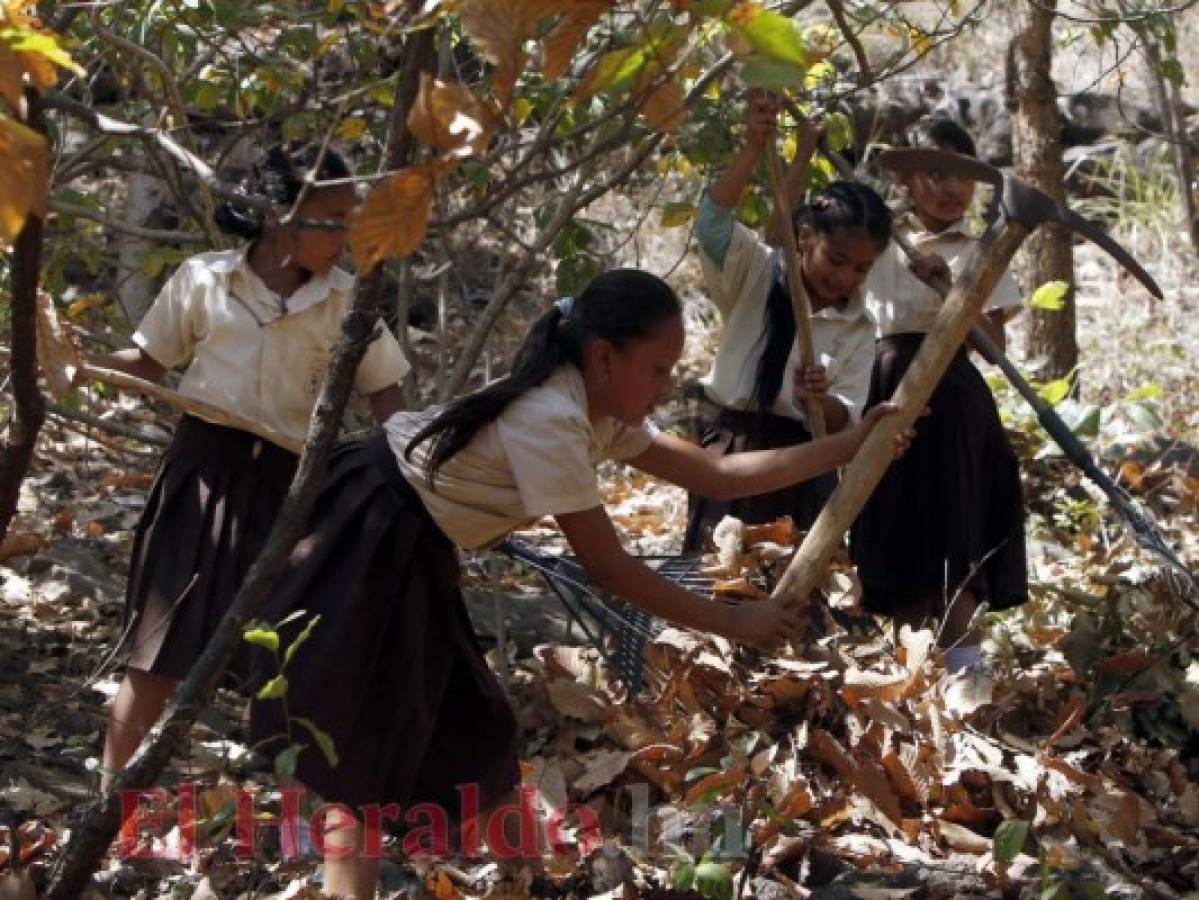 Niños de la capital transformaron un lugar árido en un bosque de 7,000 árboles