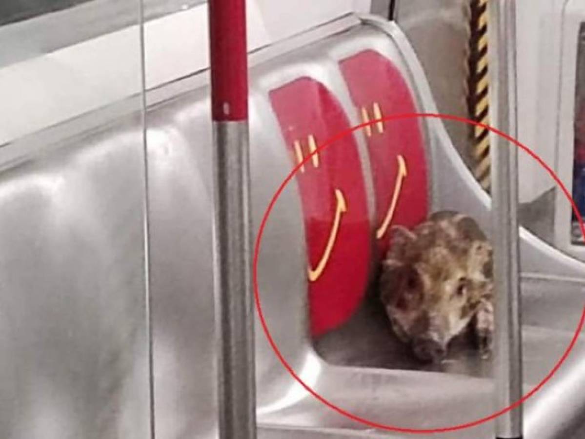 Insólito: Un jabalí se sube al metro en Hong Kong