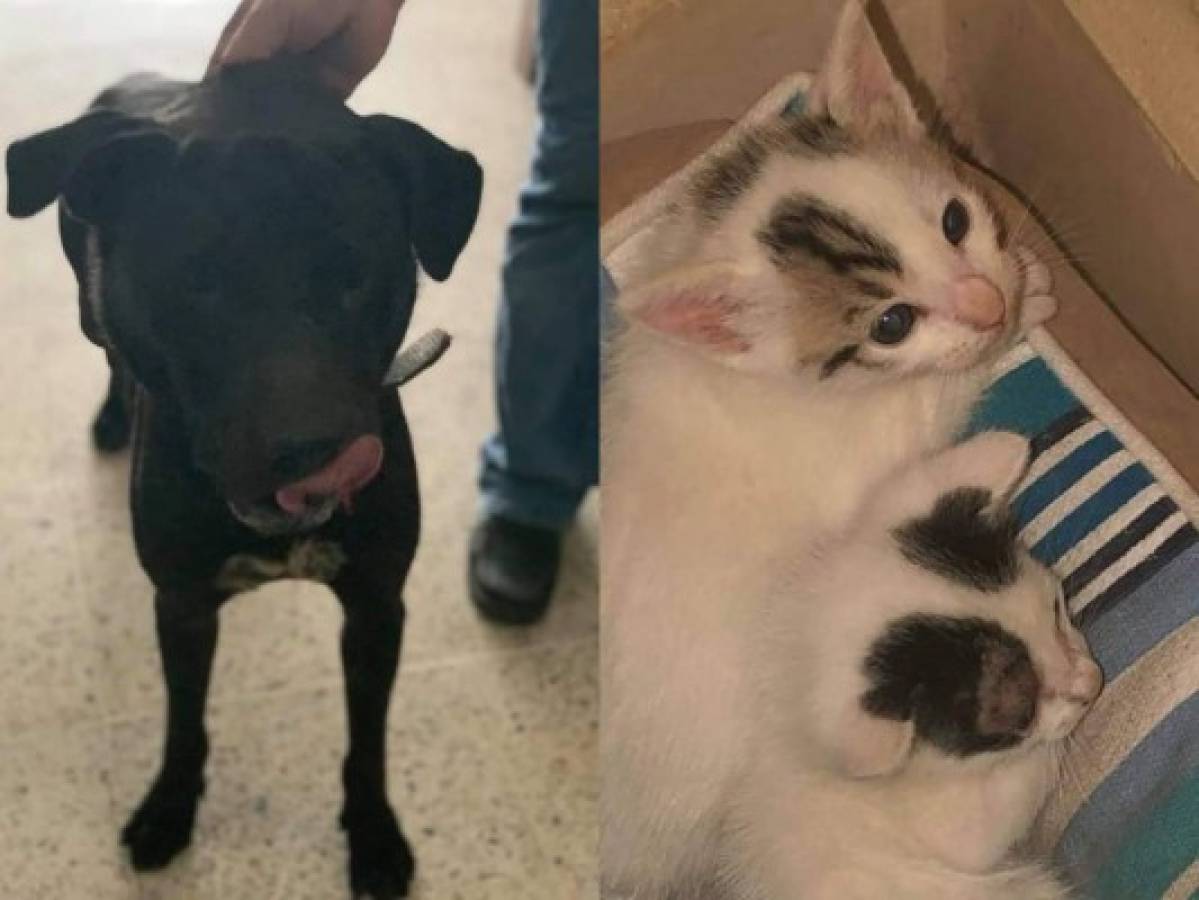 Mascotas en Adopción Honduras realizará recolecta para seguir asistiendo animales