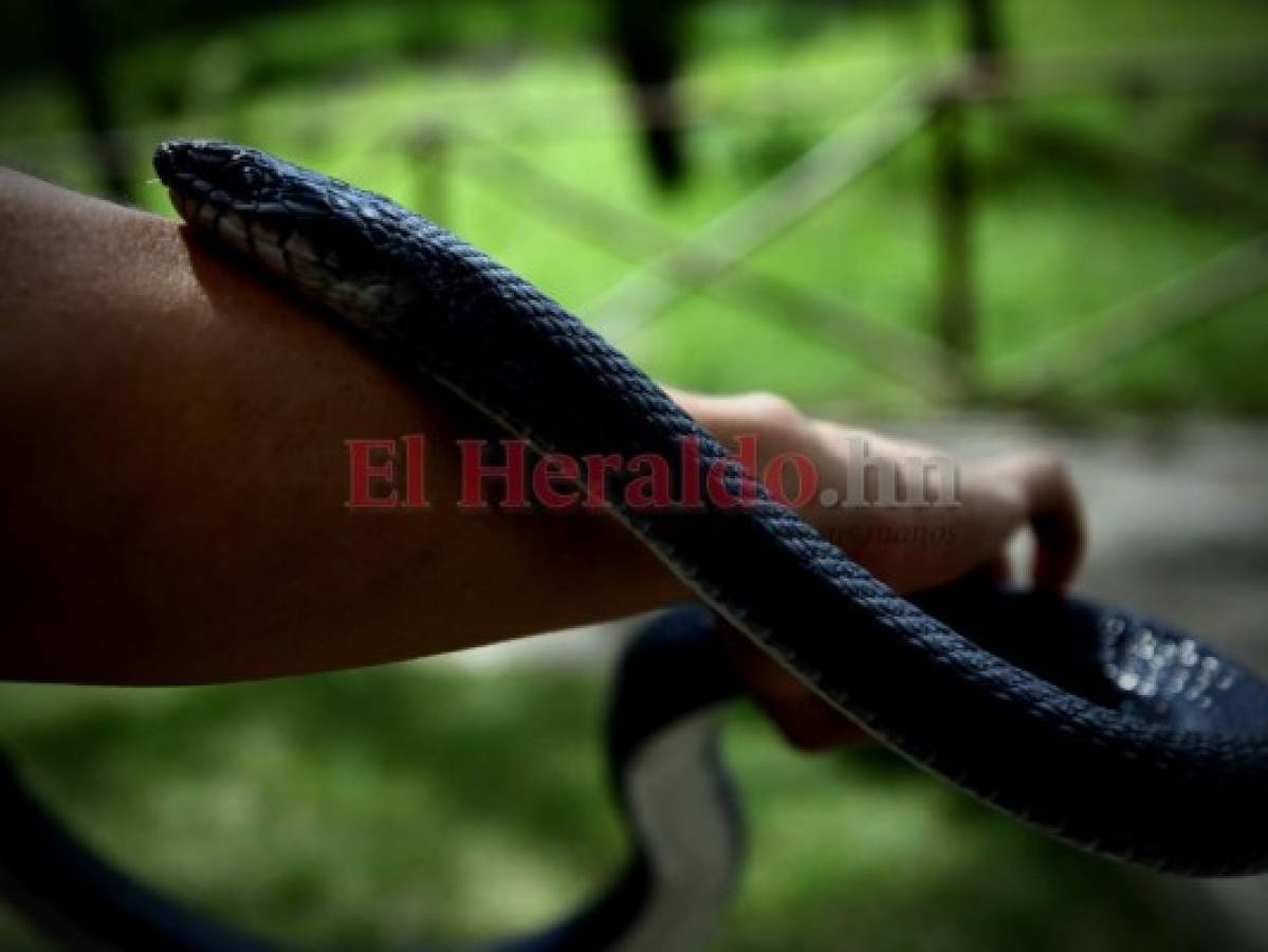 Recorriendo el zoológico Rosy Walther: Zumbadora negra, la serpiente más larga del recinto