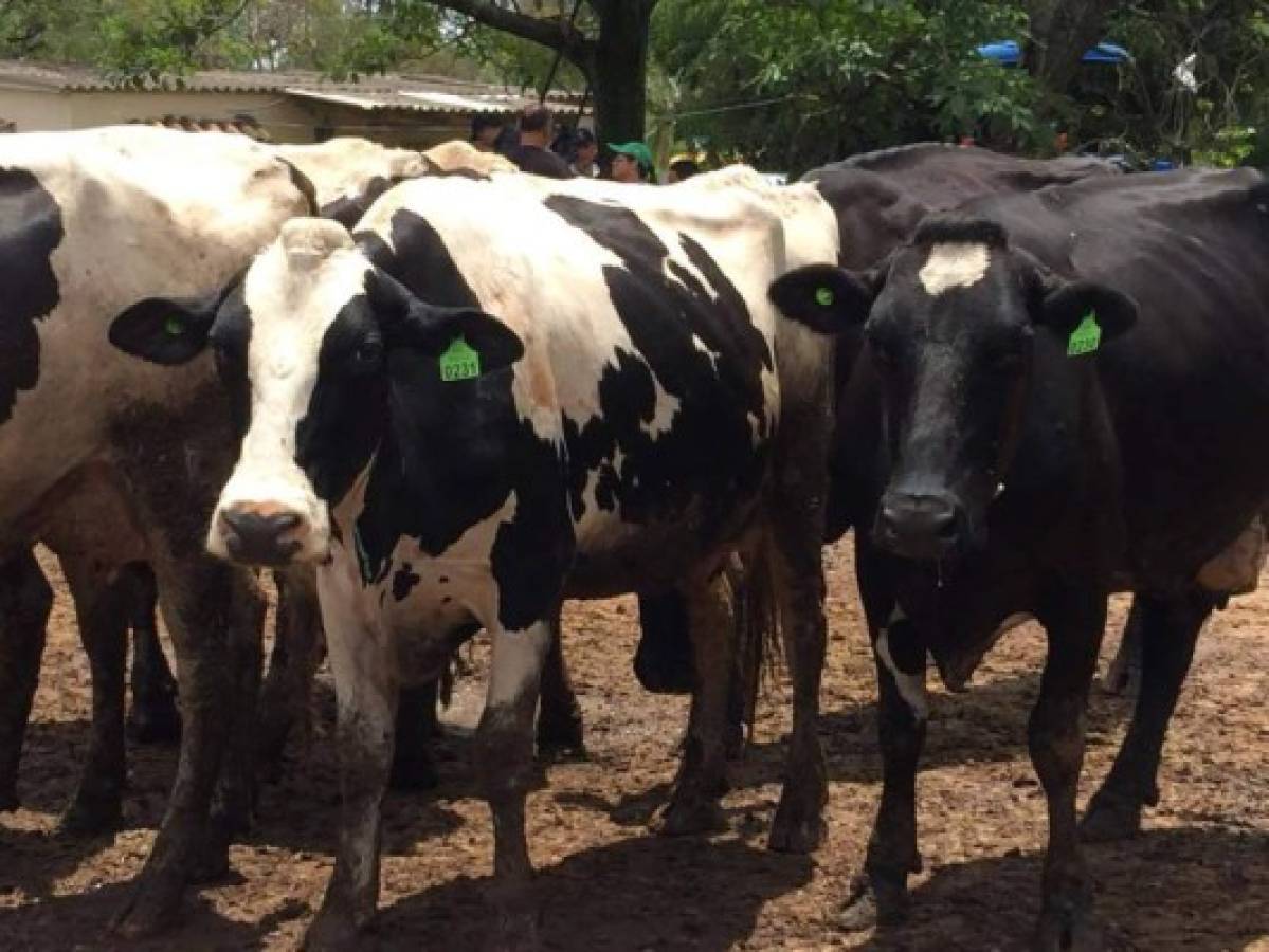 Crean laboratorios para certificar calidad de leche