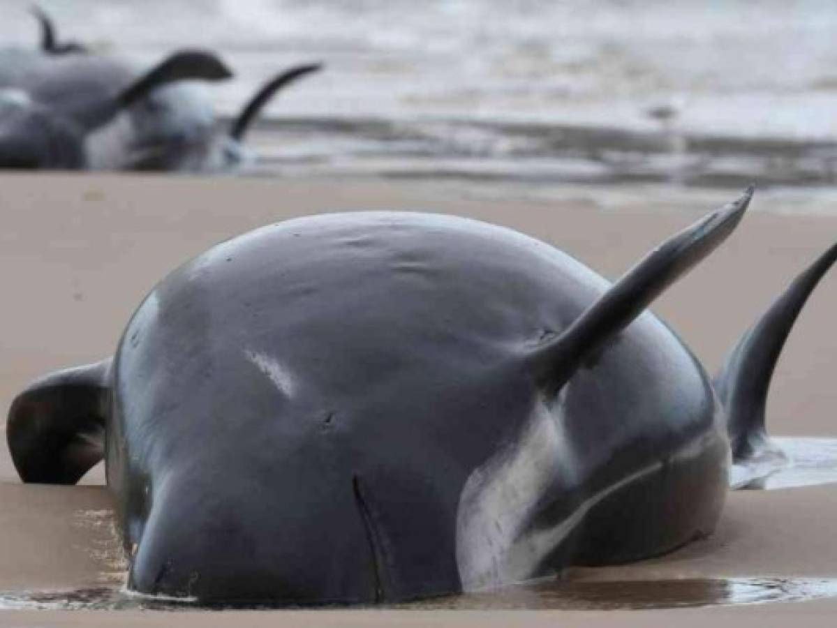 Mueren en Australia las 380 ballenas varadas en una bahía