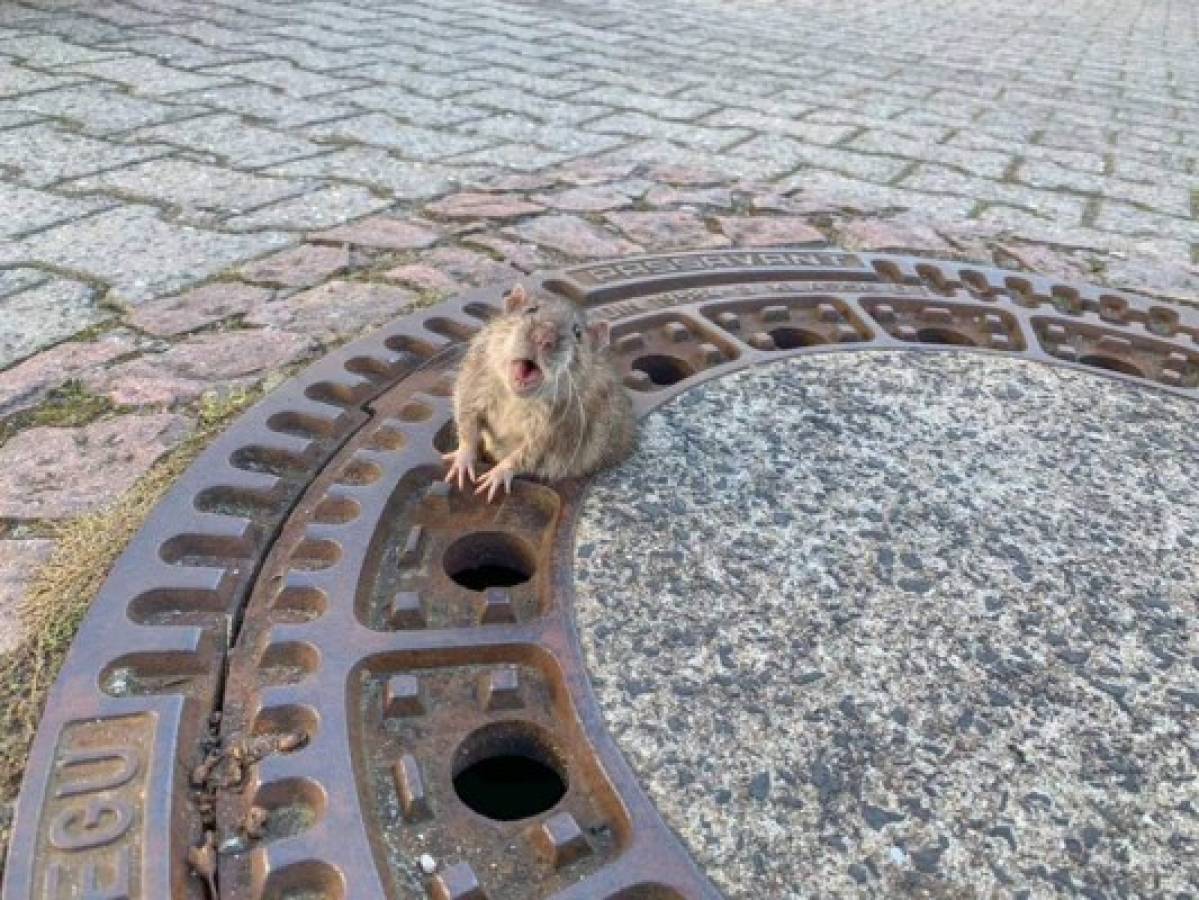 FOTOS: El rescate de una rata 'gorda' de una alcantarilla