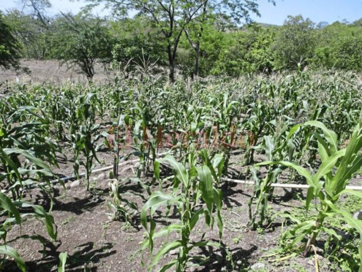 Aceptable producción de granos básicos reporta Choluteca y Valle