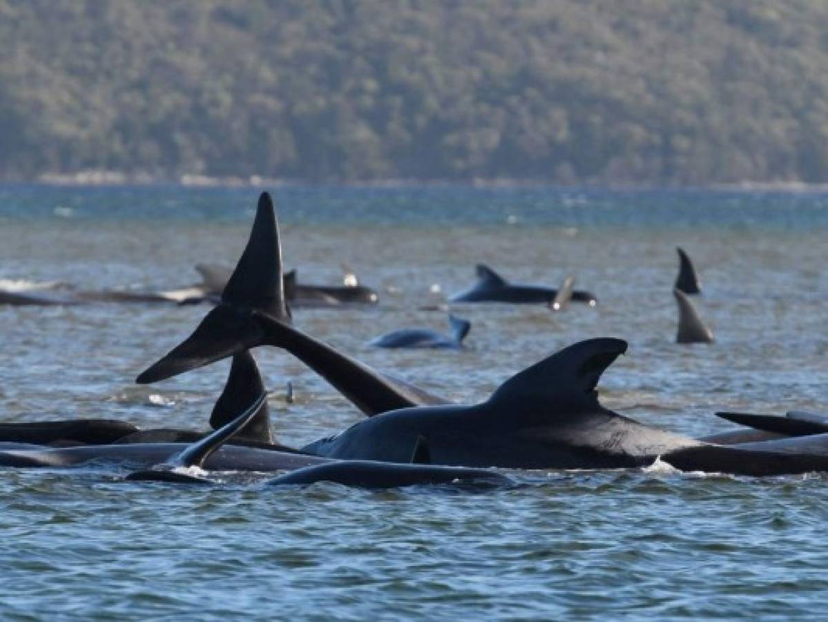 Libran carrera para salvar a unas 200 ballenas varadas en una bahía de Australia