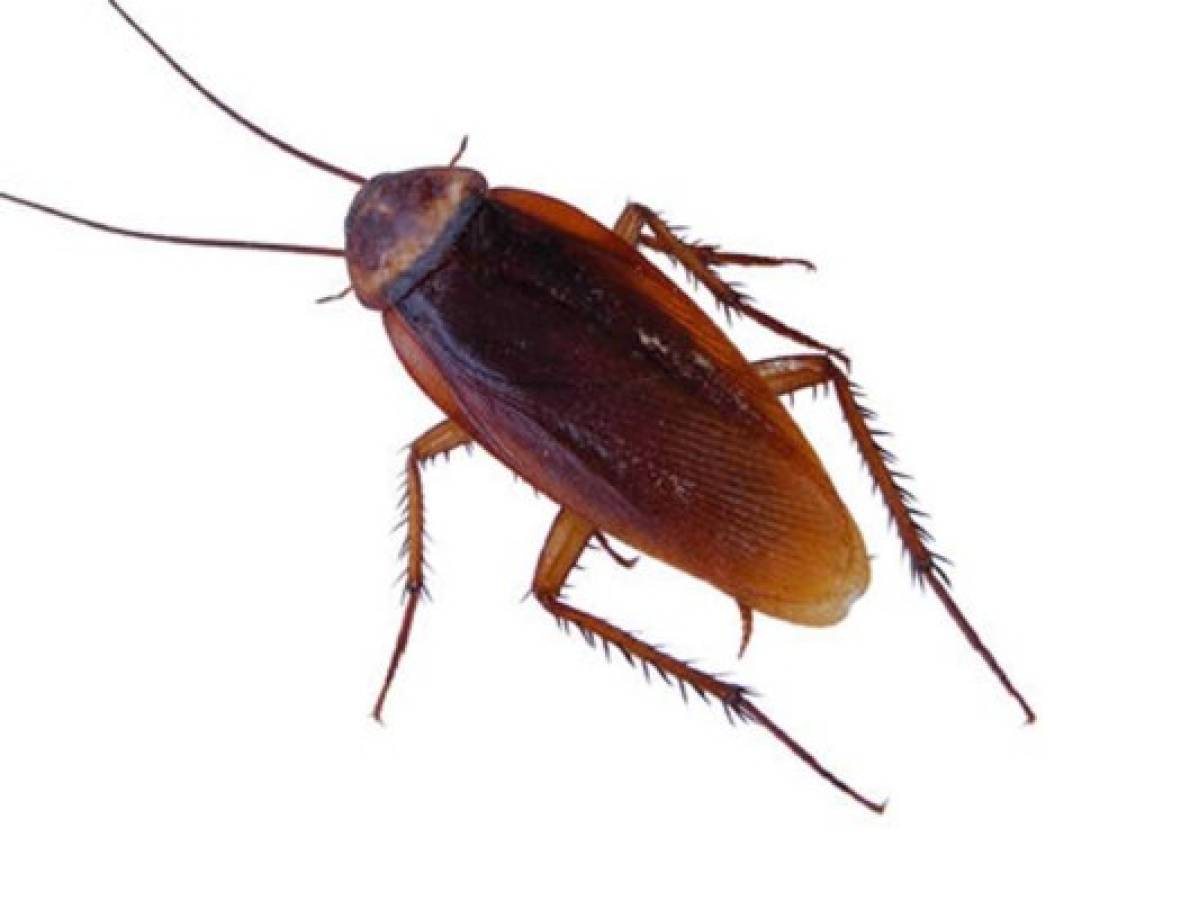 Médico indio extrajo una cucaracha de la cabeza de una mujer