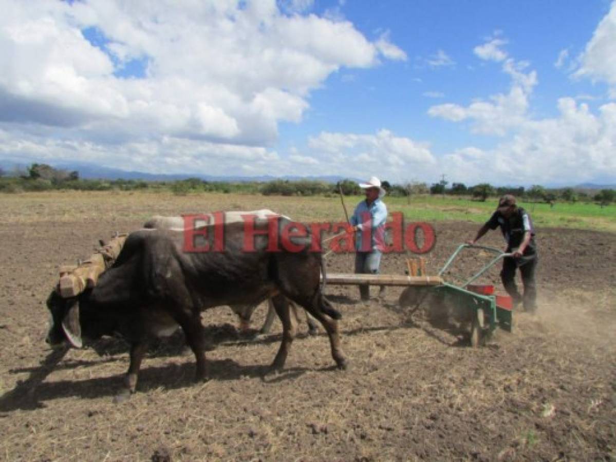 Honduras: 35 mil productores se alistan para las siembras de primera