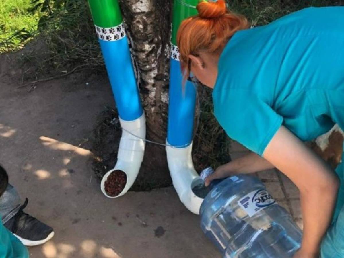 Instalan más dispensadores de comida y agua para perritos de la calle en la capital