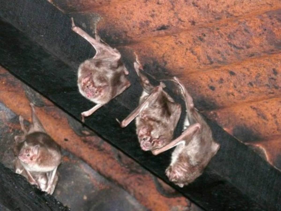 Honduras: Plaga de murciélagos asecha centro de salud del Madreal en Choluteca