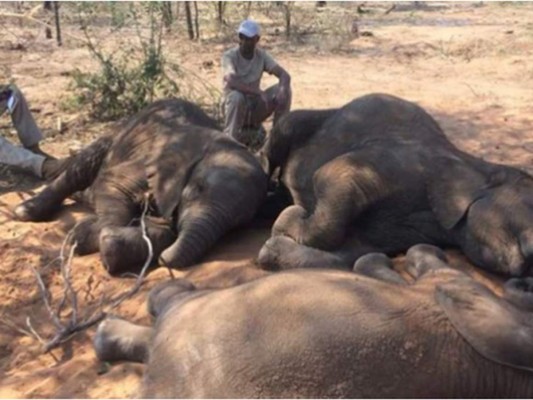 Cazadores matan a 87 elefantes para robar sus colmillos