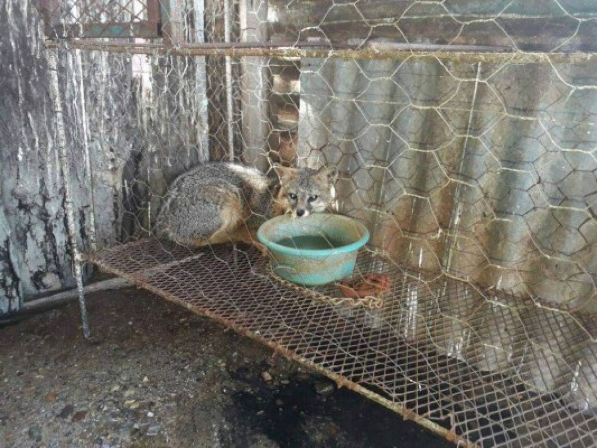 65 animales son rescatados del cautiverio en Comayagua