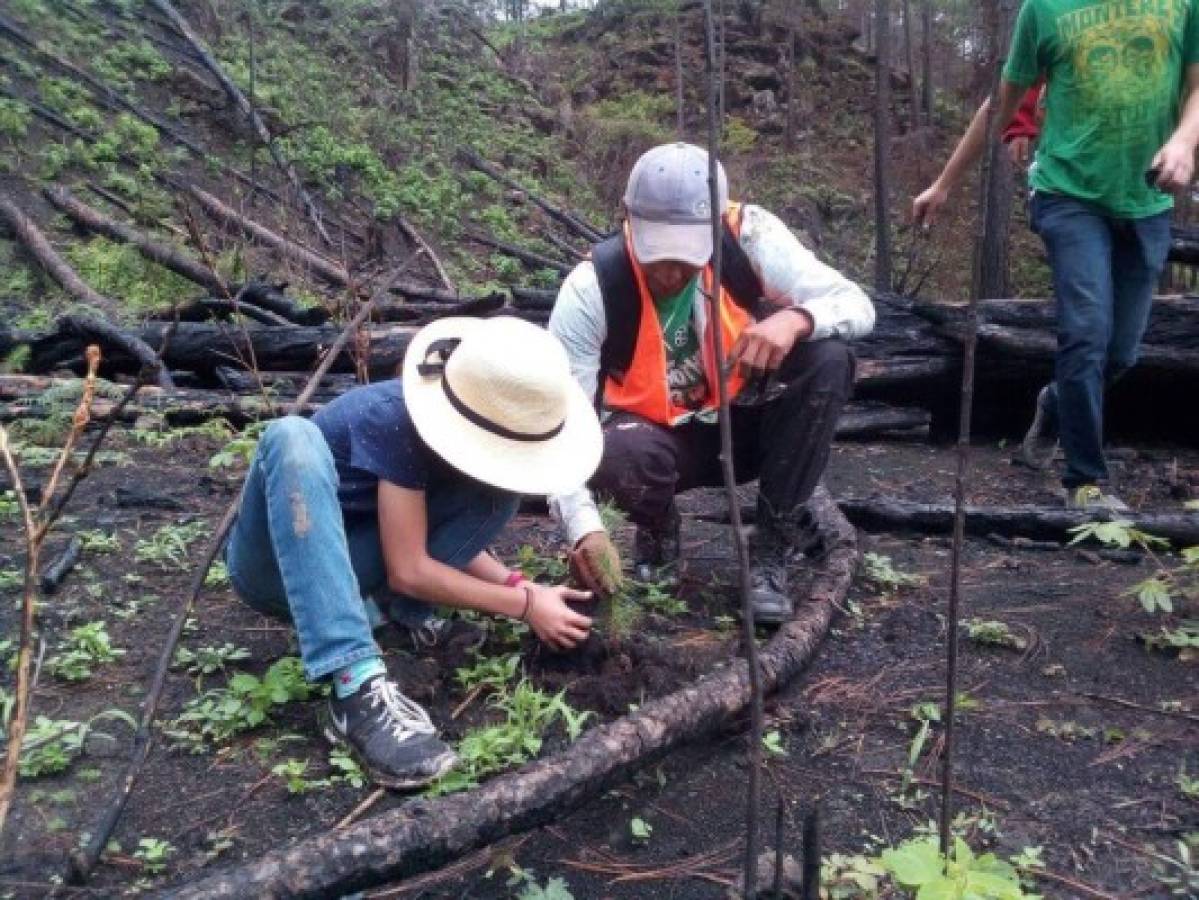 Paralizada reforestación en el Parque Nacional La Tigra por falta de lluvia