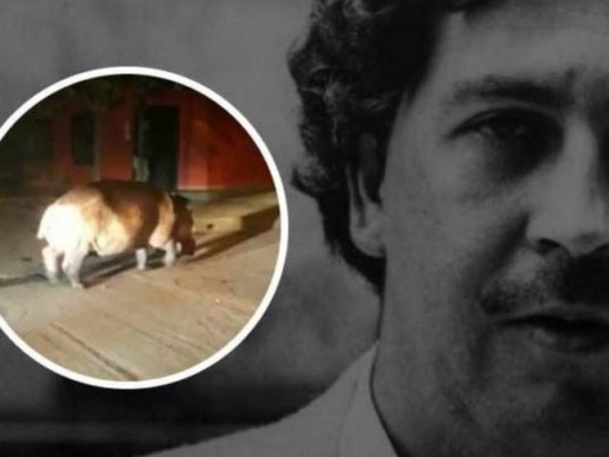 Hipopótamo de Pablo Escobar se pasea por las calles de Antioquia 