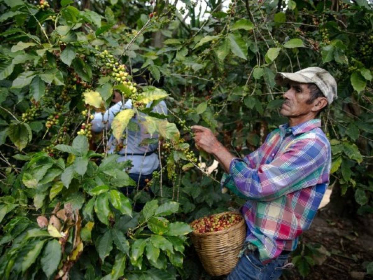 Gobernanza, el punto de partida para el sector café en Honduras