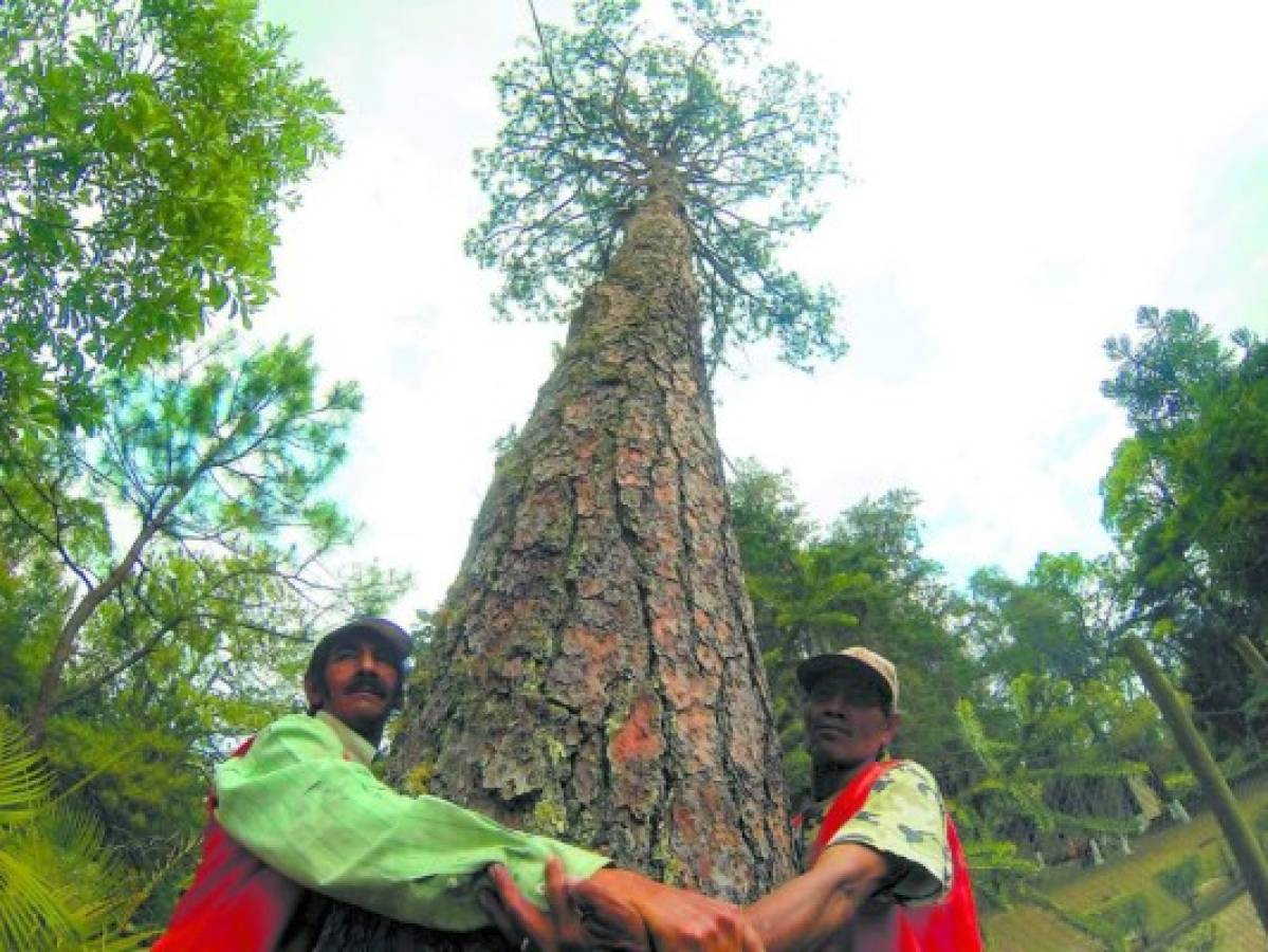 Históricos árboles, testigos del tiempo en la capital