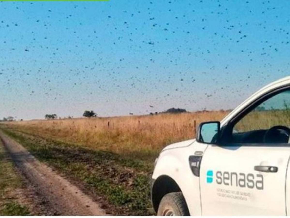 Brasil declara emergencia ante posible plaga de langostas