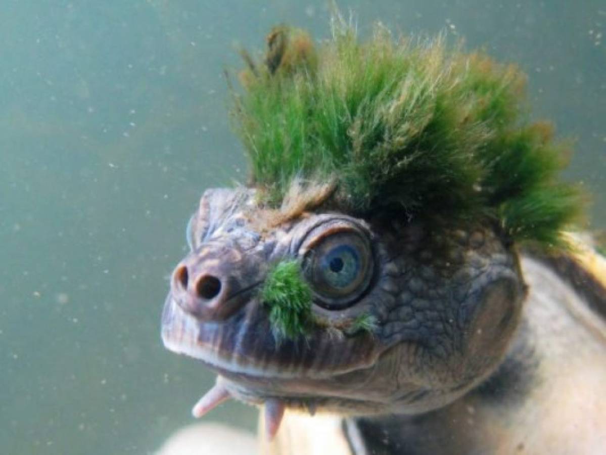 Conozca a la tortuga con pelo en la cabeza que está en peligro de extinción