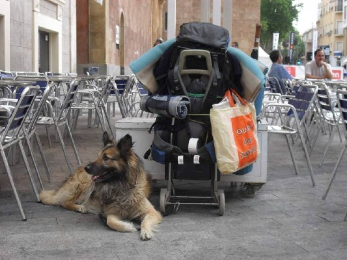 Pasos a seguir para viajar al extranjero con su mascota