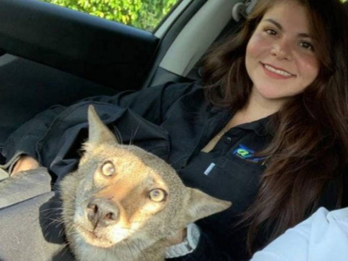 Mujer confunde a un coyote con un perro y lo rescata  