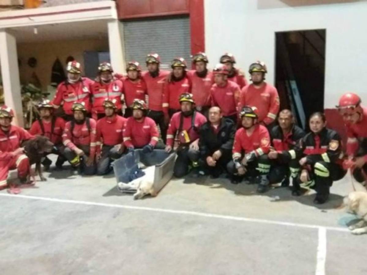 Perro bombero en Ecuador ayudó a salvar siete vidas humanas, antes de perder la suya