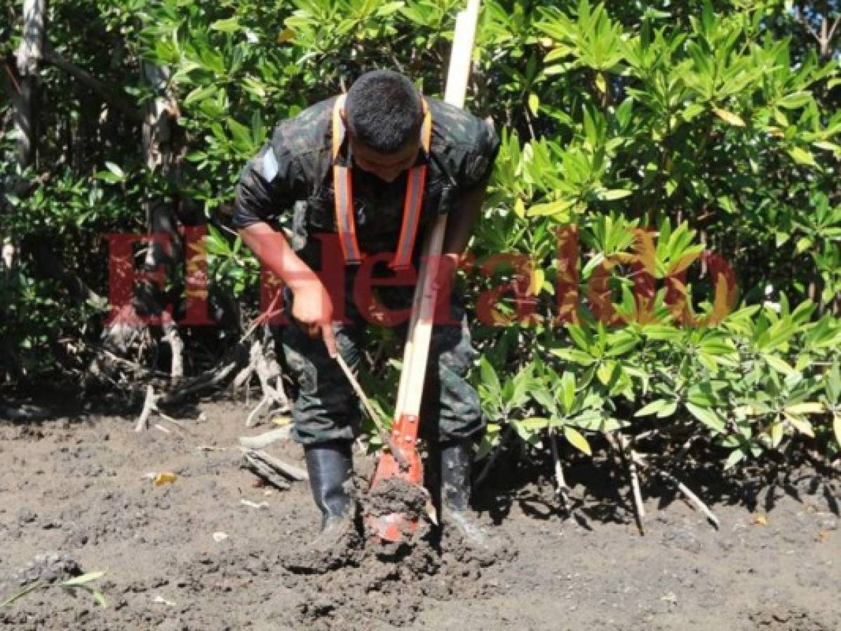 Honduras: Cierran campaña de reforestación de mangle rojo en la Isla Conejo