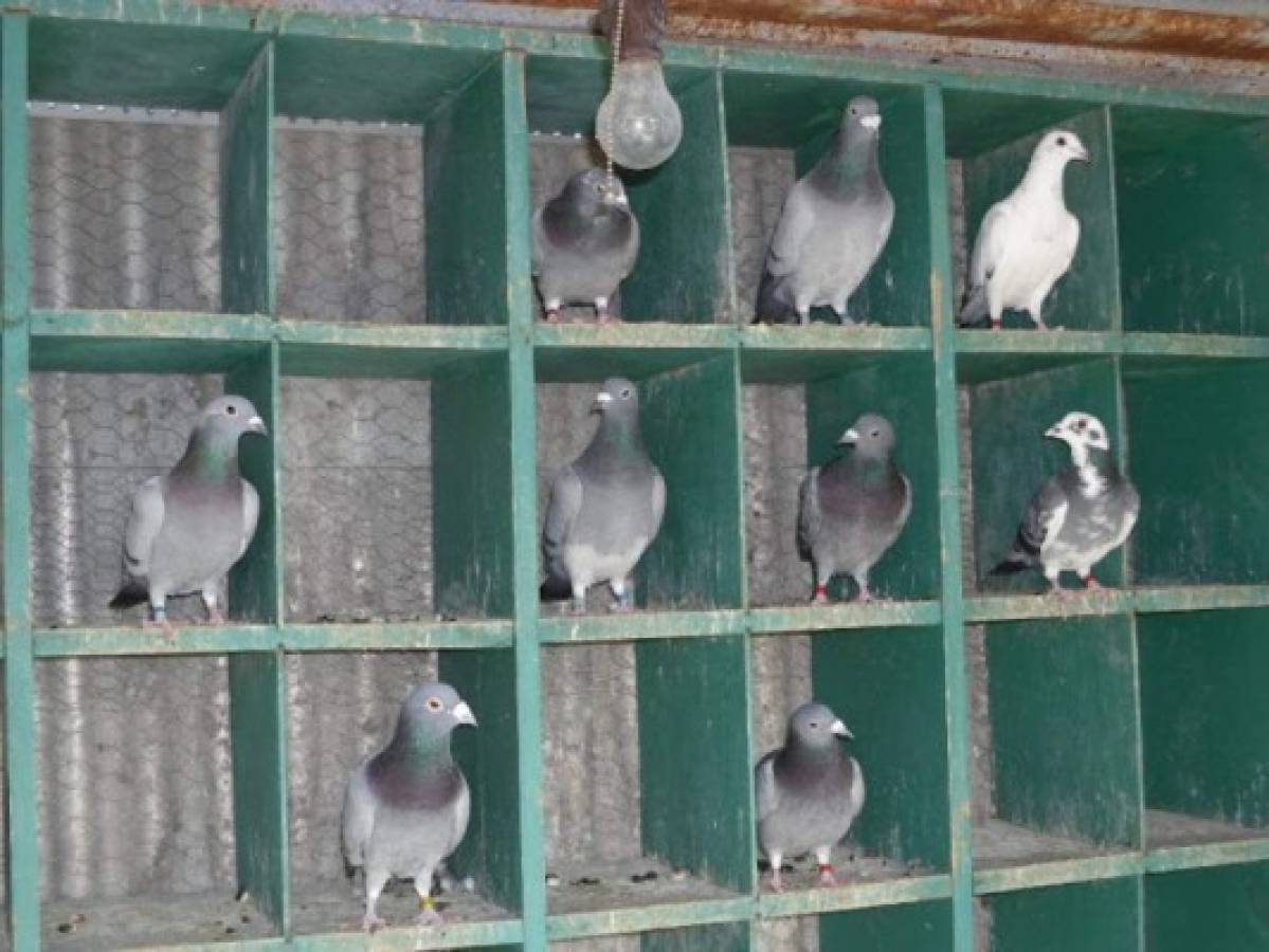 Subastan una paloma mensajera por récord de 1,6 millones de euros