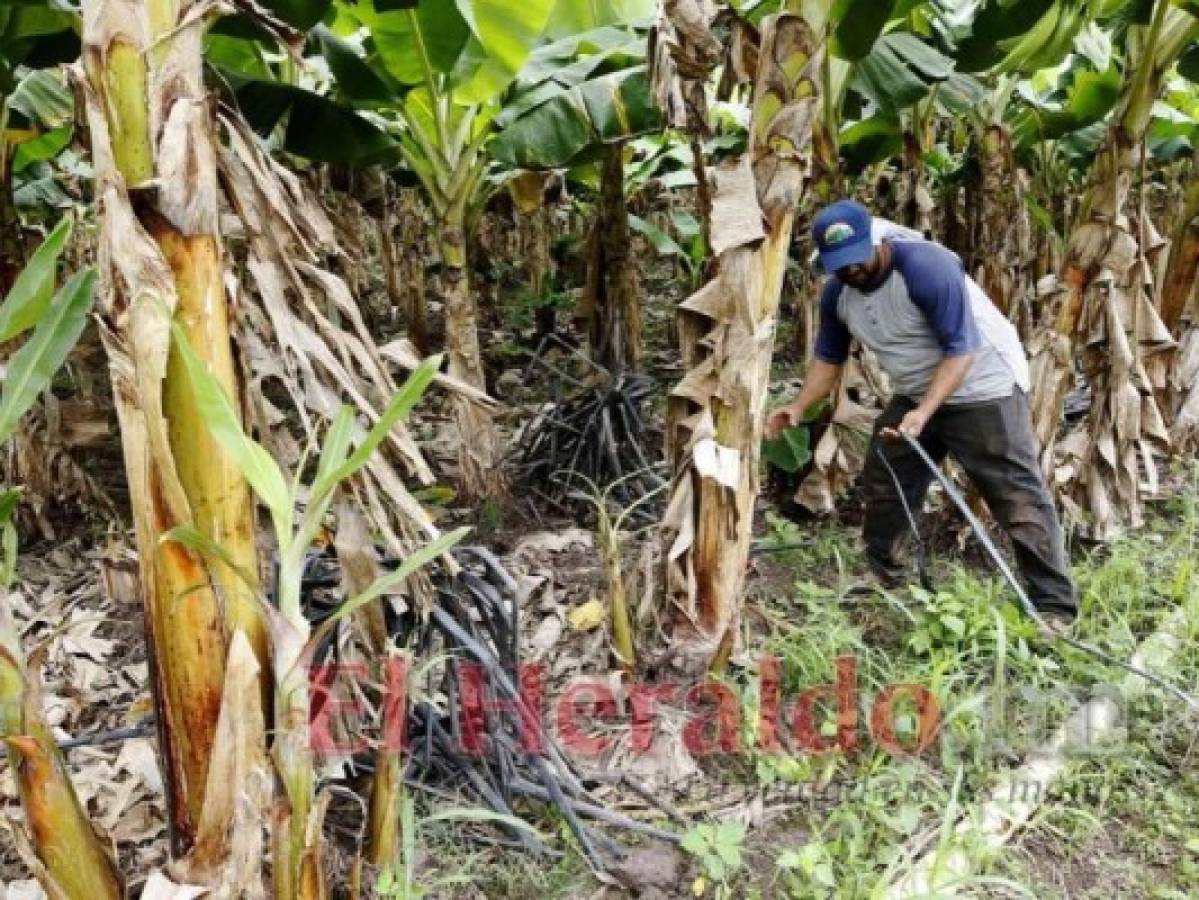 Ante el incumplimiento del gobierno, los productores se las ingenian para llevar agua a sus parcelas. Foto: Estalin Irías/El Heraldo