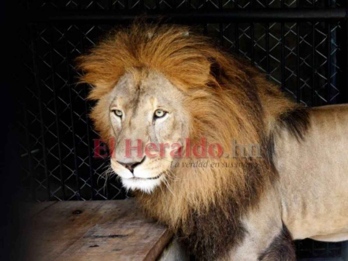 Recorriendo el zoológico Rosy Walther: Simba, el rey león, experto en ignorar al público