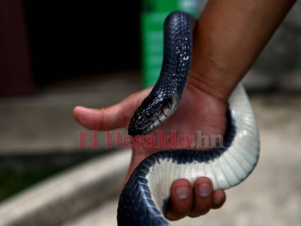 Recorriendo el zoológico Rosy Walther: Zumbadora negra, la serpiente más larga del recinto