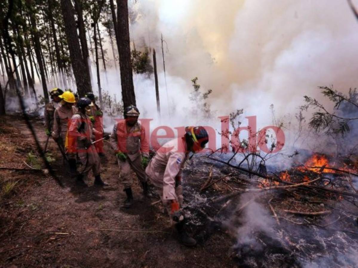 Honduras: Incendio daña 420 hectáreas de bosque en El Hatillo