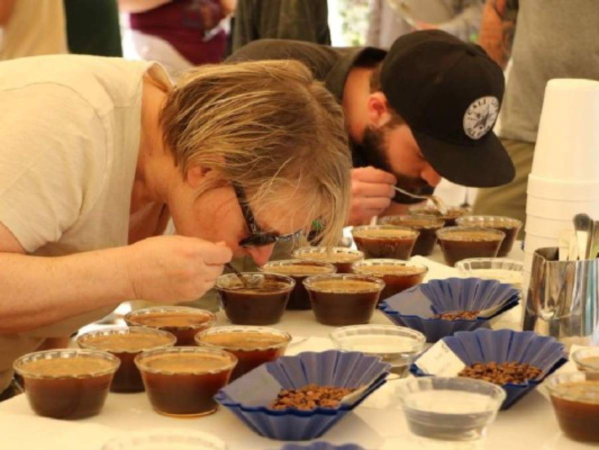 Catadores validarán calidad de café en Honduras