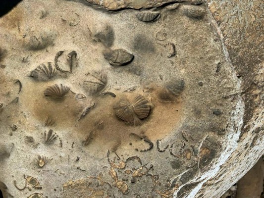 Inédito hallazgo de fósiles marinos en reserva natural de Bolivia