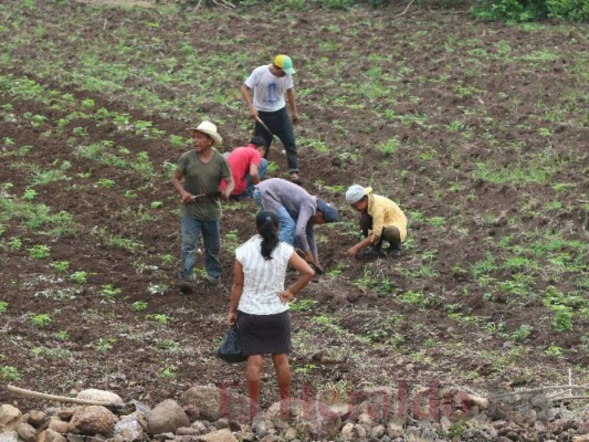 Honduras: Campesinos confundidos inician tarde la siembra