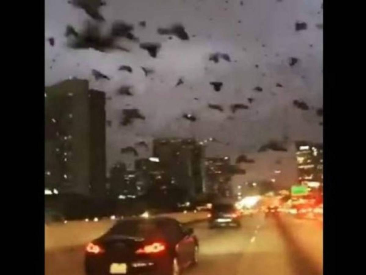 Misterioso comportamiento de aves desconcertó a los habitantes de Houston
