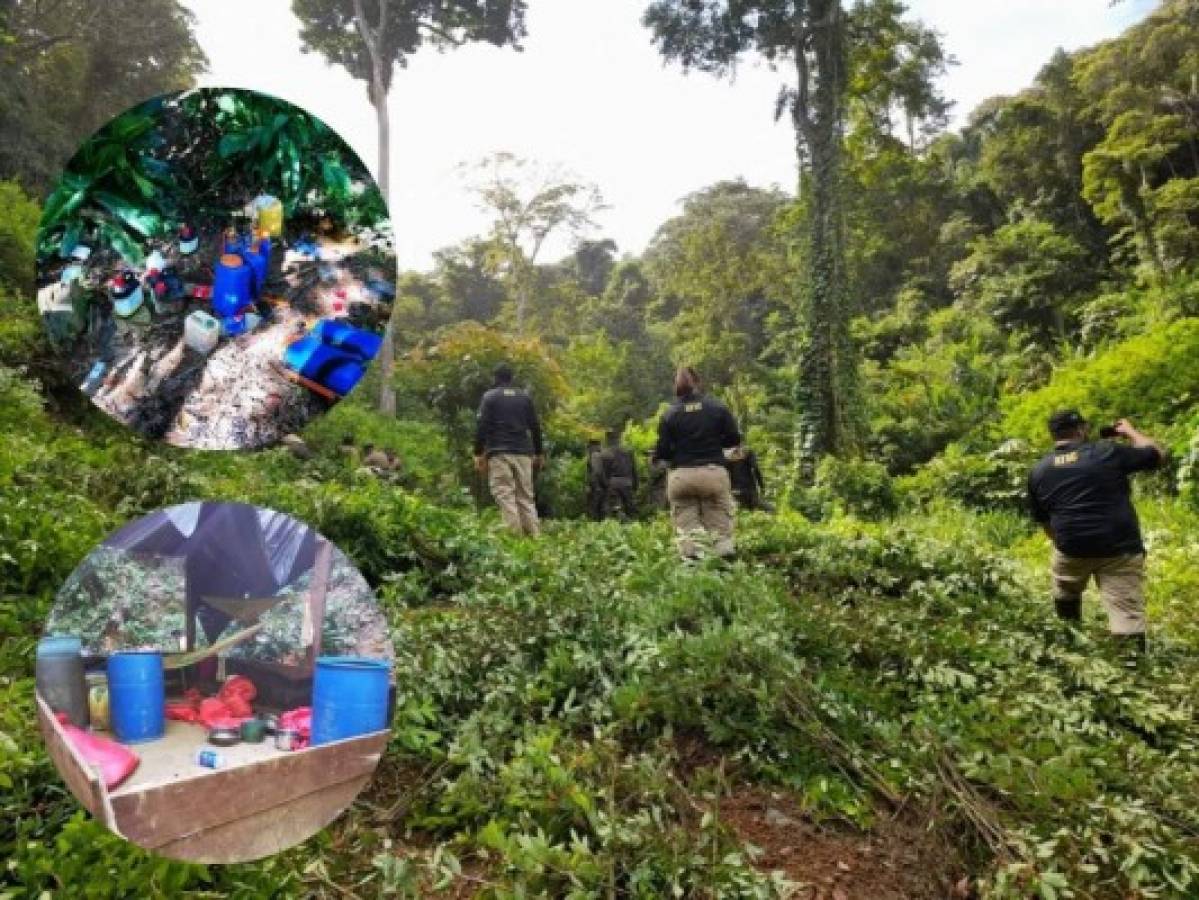 Destruyen fuerte plantación de arbustos de cocaína y narcolaboratorio en Colón