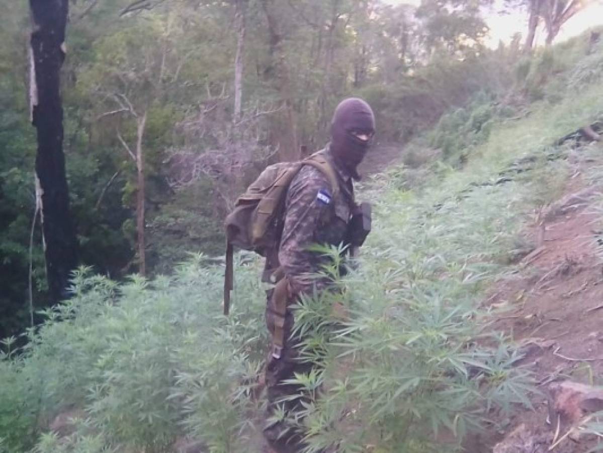 Hallan tres plantaciones de presunta marihuana en Colón