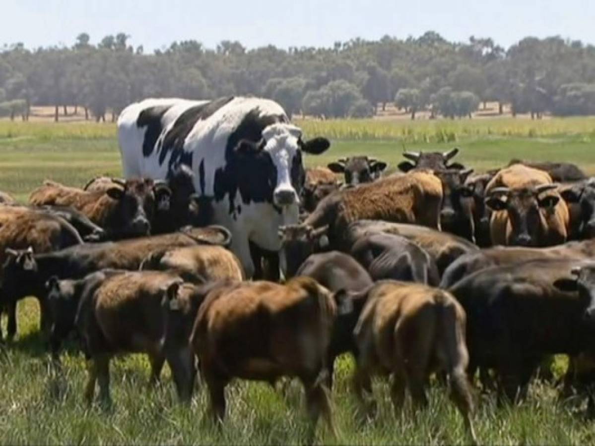 Vaca se salva del matadero debido a su gran tamaño en Australia