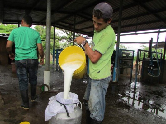 Este año no habrá excedente de leche fluida en el país