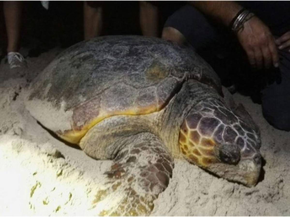 Histórico: Tortuga Boba desova en playas hondureñas después de 75 años