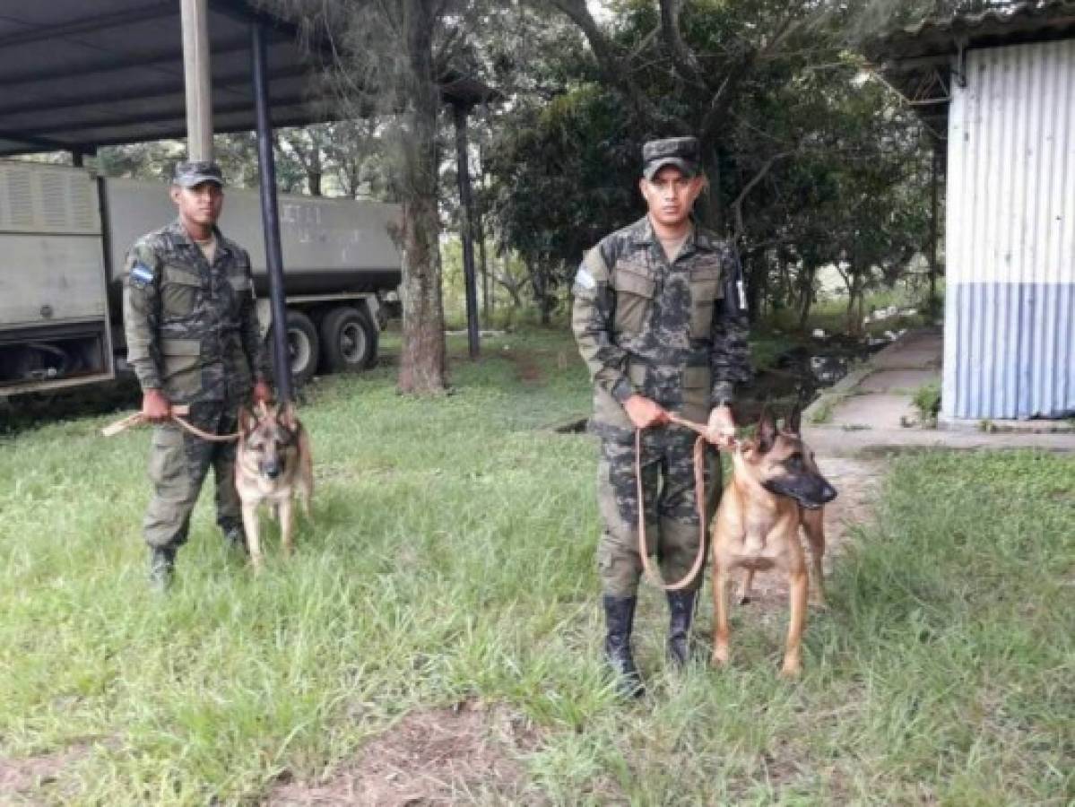 Conoce la historia de 'Taco y Capitán', perros rescatistas enviados a México