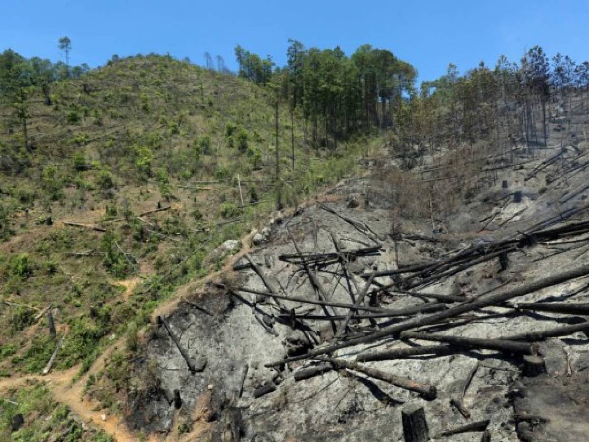 Fuego provoca daños en unas 80 hectáreas de bosque en Zarabanda