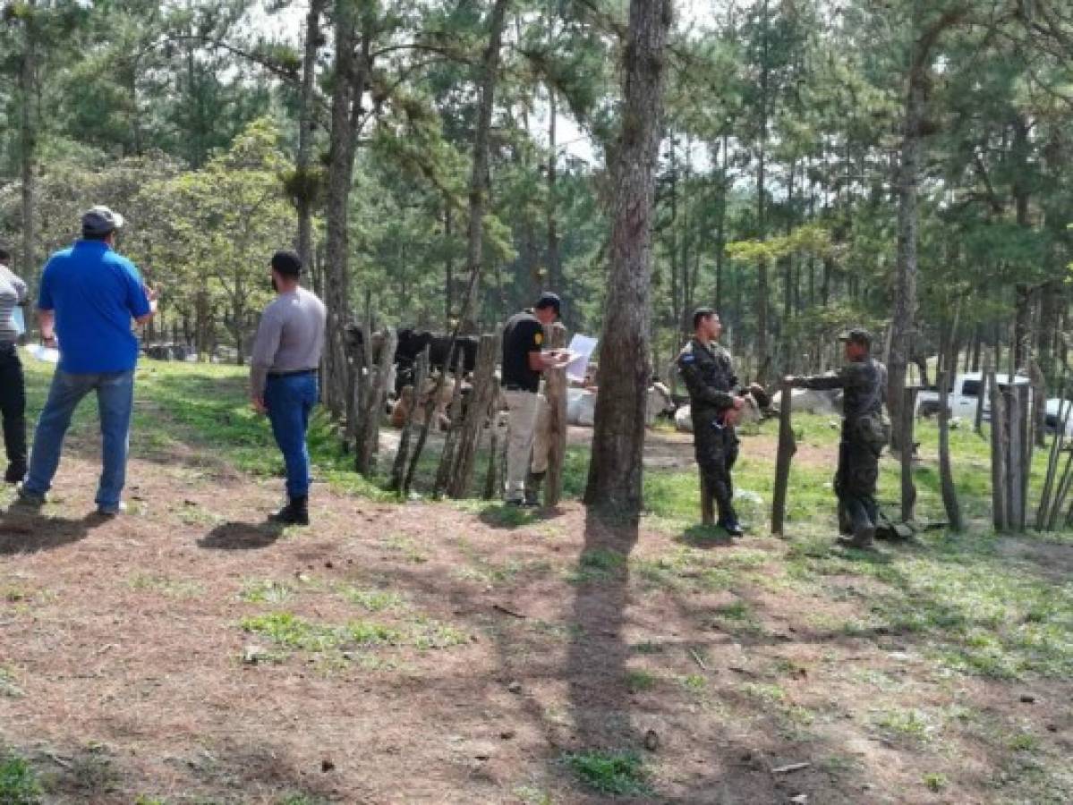 Entregan ganado incautado a invasores de la Biósfera del Río Plátano