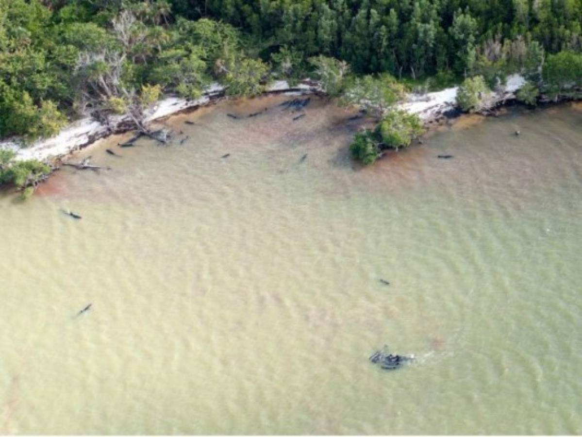 Más de 80 delfines mueren en las costas de Florida