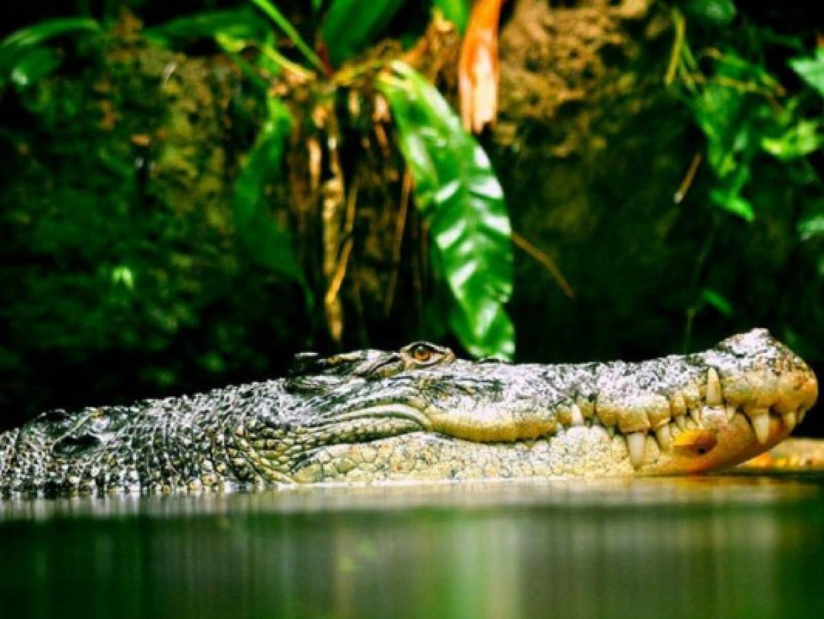 Captan momento en que un cocodrilo nada en flotador para cruzar un río en Estados Unidos